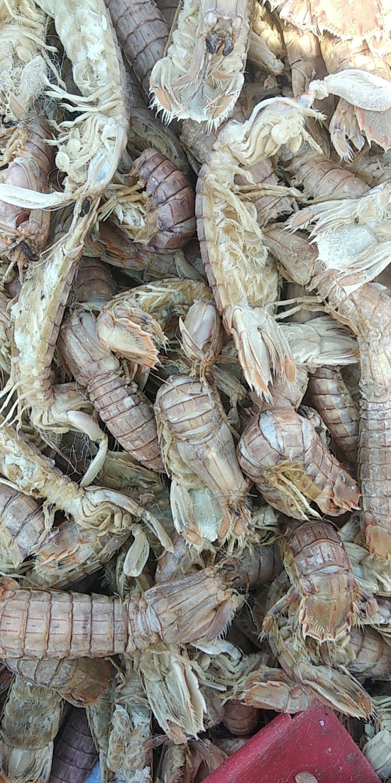 渤海湾特产优质皮皮虾，爬虾