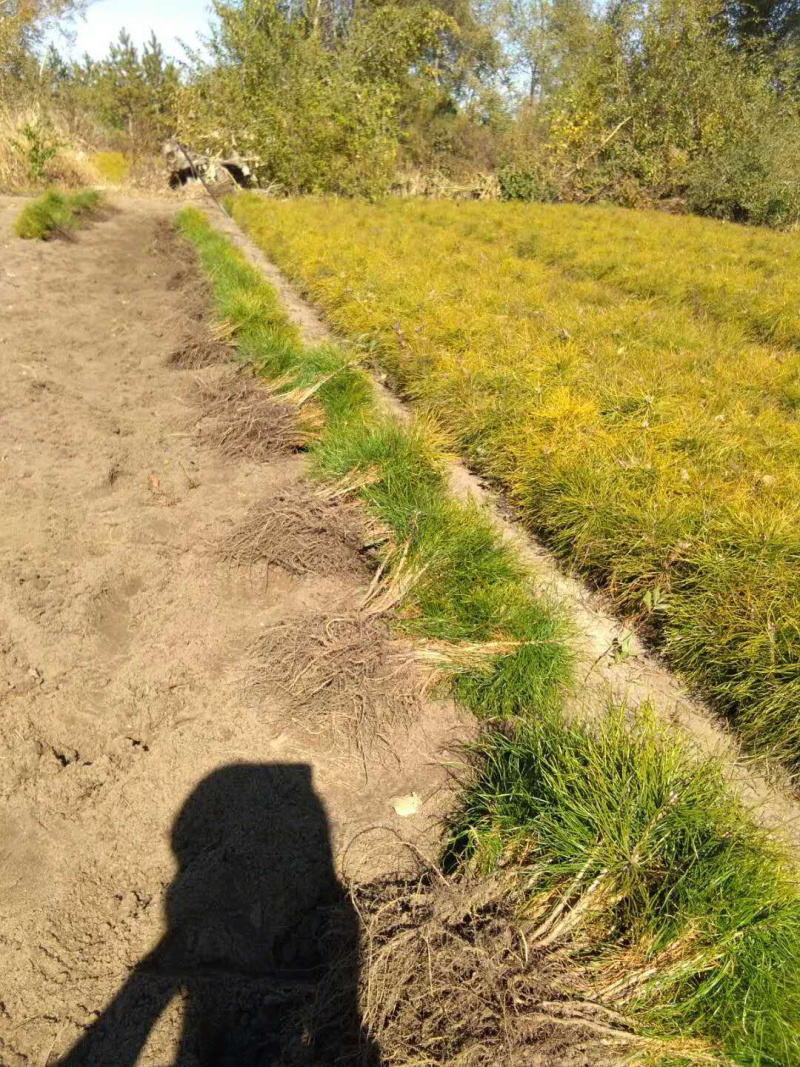 樟子松二年裸根苗