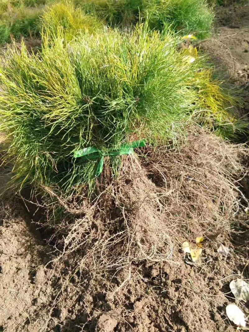 樟子松二年裸根苗