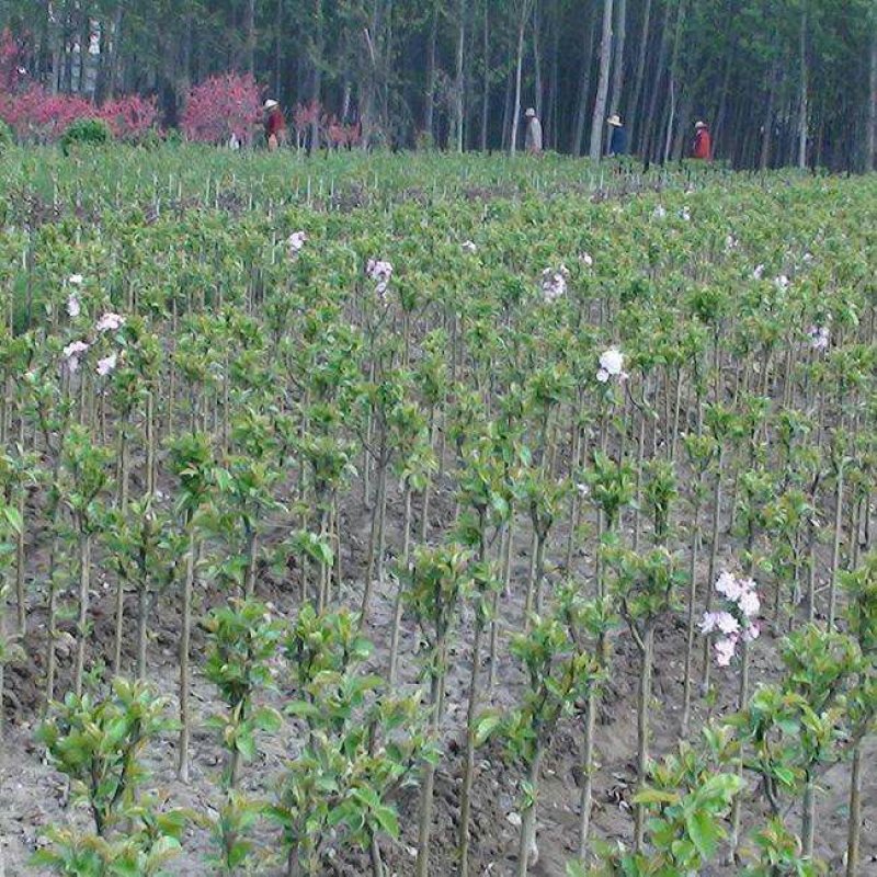 樱花樱花树，嫁接樱花日本樱花早樱晚樱基地直销