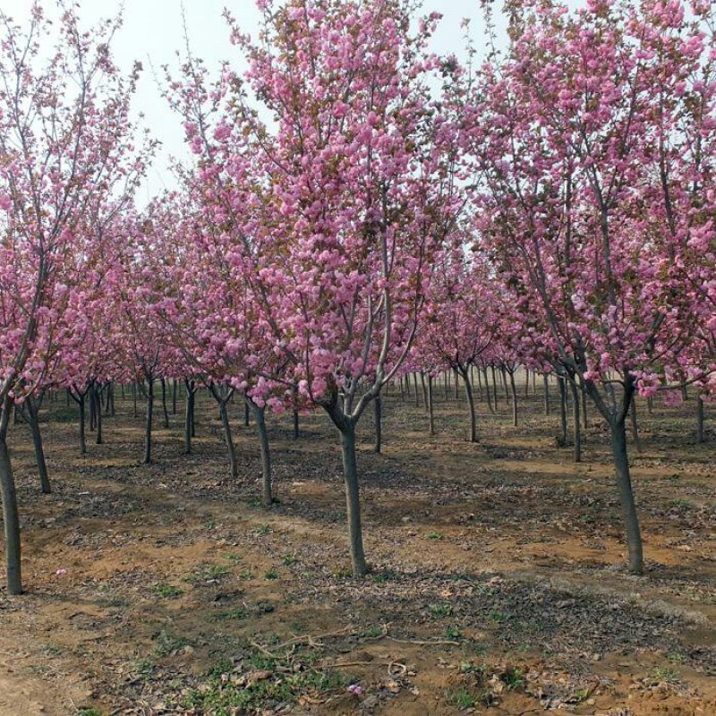 樱花樱花树，嫁接樱花日本樱花早樱晚樱基地直销