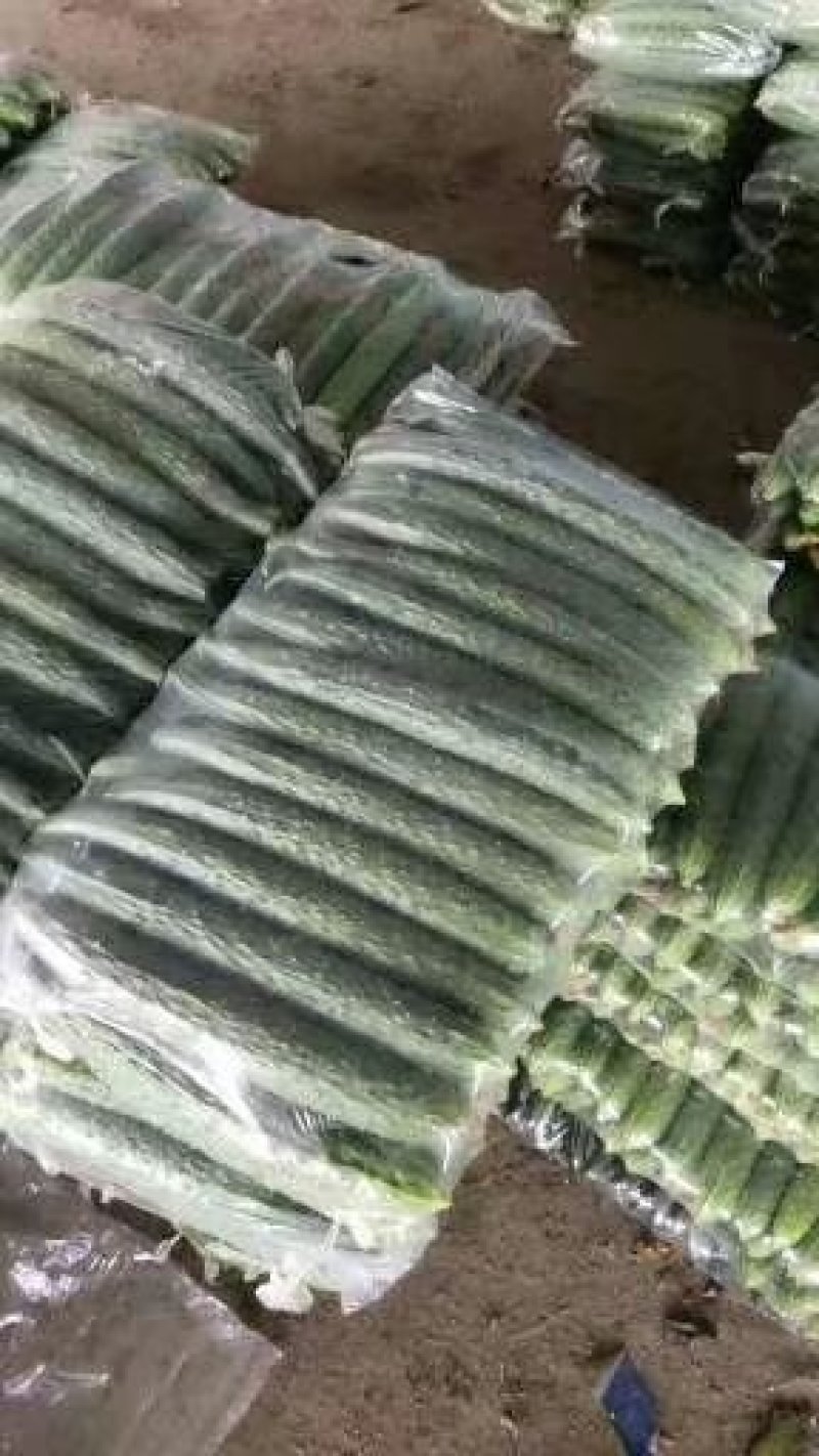 优质密刺黄瓜，干花带刺，实地看货，支持线上交易，产地直销