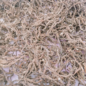 野生石菖蒲，统条，鲜货干货全株，产地直销