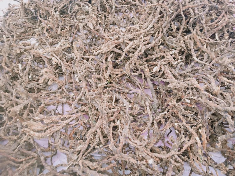 野生石菖蒲，统条，鲜货干货全株，产地直销