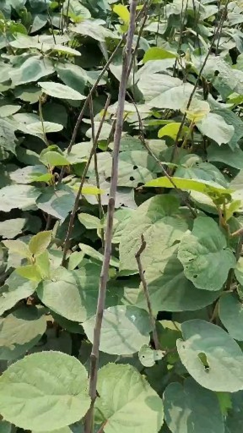 软枣猕猴桃苗，基地直销，免费送种植技术和生根粉，品种很多