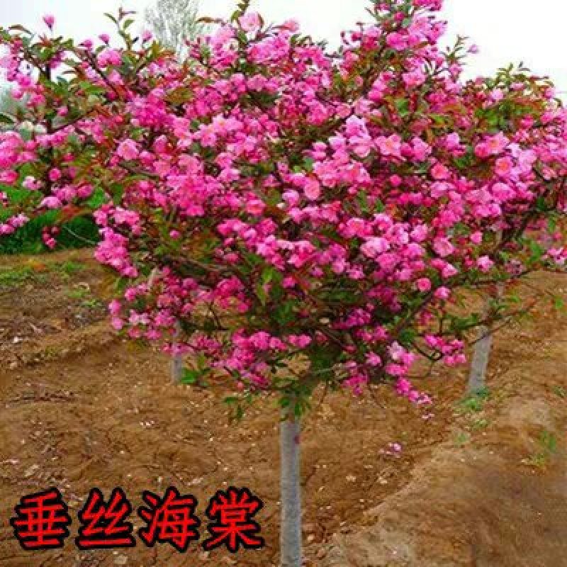 高杆西湖海棠树苗垂丝海棠苗北美海棠苗木瓜海棠小苗庭院绿化