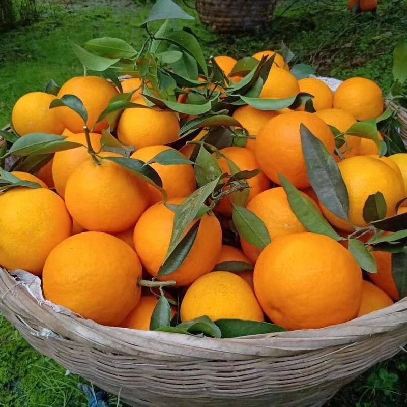 现摘爱媛38号果冻橙橙子水果新鲜应季水果2/5/8斤非