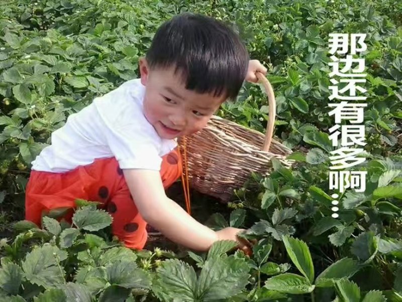 北方抗寒大草莓苗哈尼草莓苗黑龙江草莓苗种植基地直发包邮