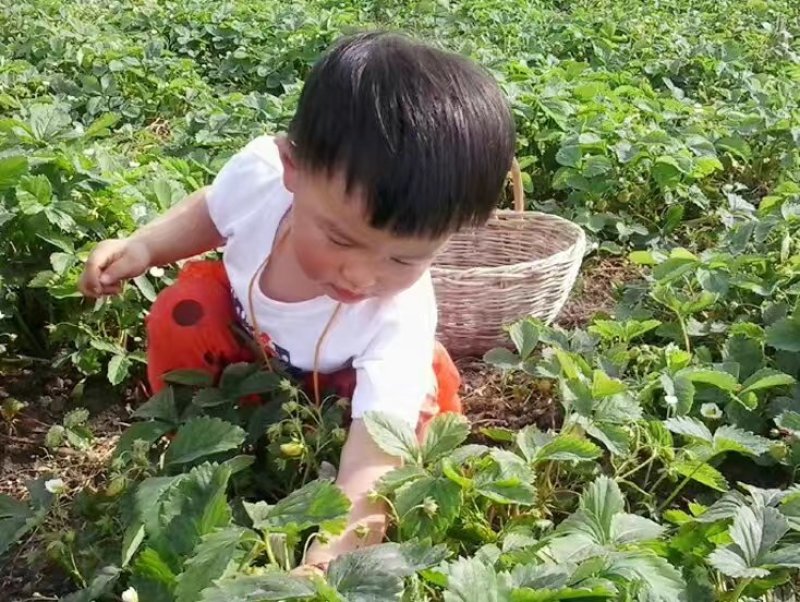 北方抗寒大草莓苗哈尼草莓苗黑龙江草莓苗种植基地直发包邮