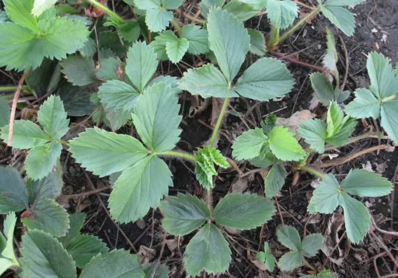 北方抗寒大草莓苗哈尼草莓苗黑龙江草莓苗种植基地直发包邮