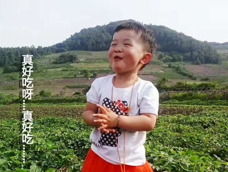 北方抗寒大草莓苗哈尼草莓苗黑龙江草莓苗种植基地直发包邮