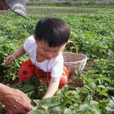 北方抗寒大草莓苗哈尼草莓苗黑龙江草莓苗种植基地直发包邮