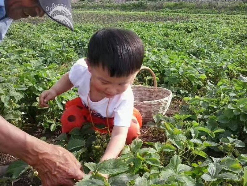 北方抗寒大草莓苗哈尼草莓苗黑龙江草莓苗种植基地直发包邮