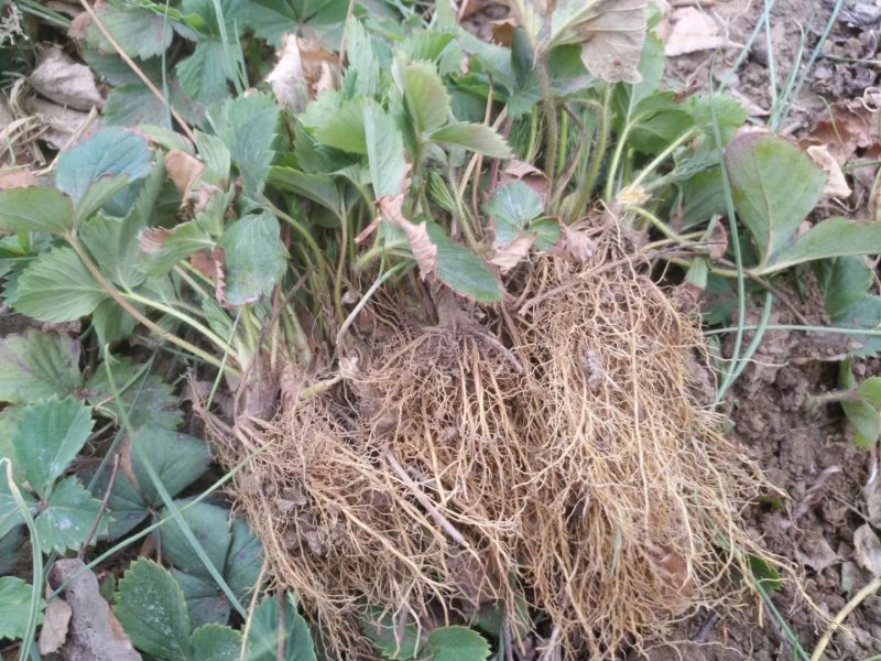 北方抗寒大草莓苗哈尼草莓苗黑龙江草莓苗种植基地直发包邮