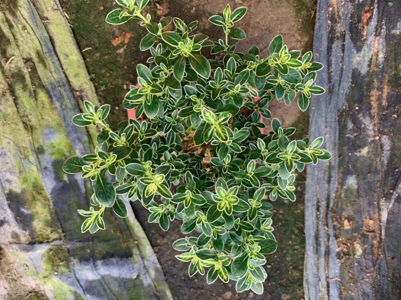 六月雪提根大小规格齐全带盆整箱批发常年供应