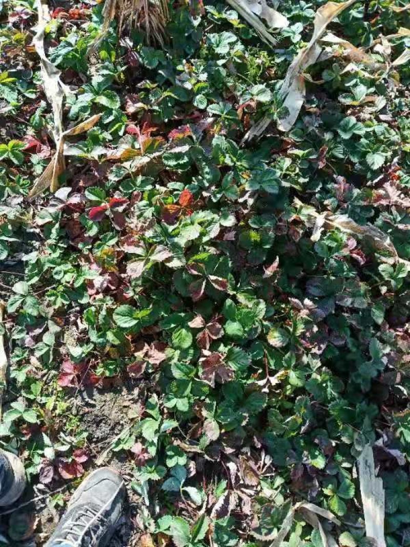 北方抗寒大草莓苗哈尼草莓苗黑龙江草莓苗种植基地直发包邮