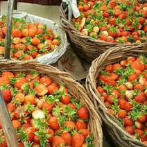 基地直发抗寒草莓苗高粱果苗安全越冬不用防寒大量批发