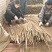 【纯沙地山药】河北棒山药小白嘴山药大量上市口感好代发