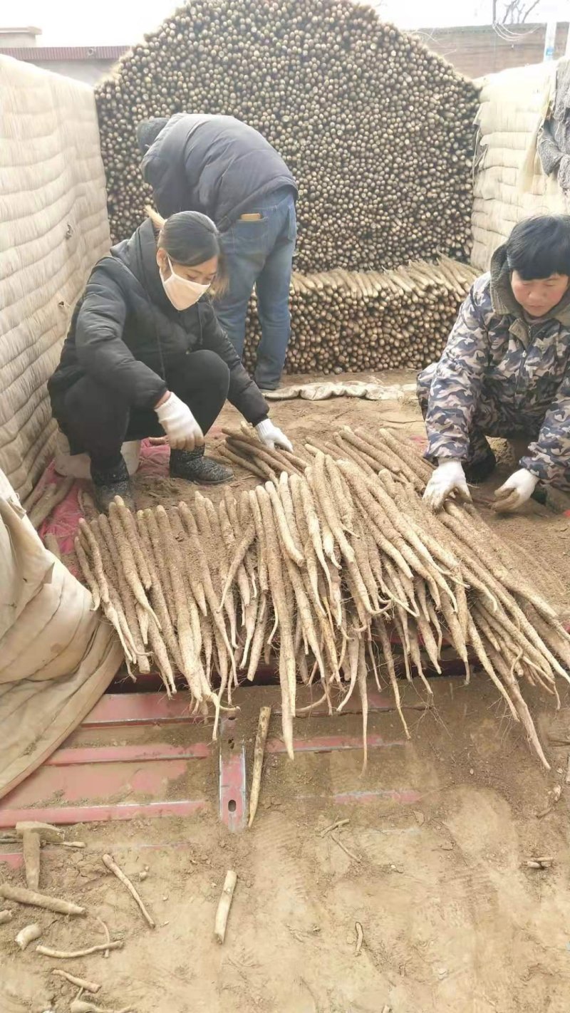 【纯沙地山药】河北棒山药小白嘴山药大量上市口感好代发