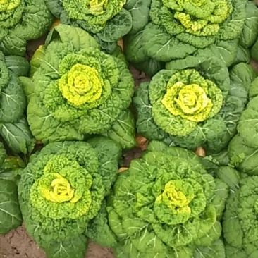 黄心菜