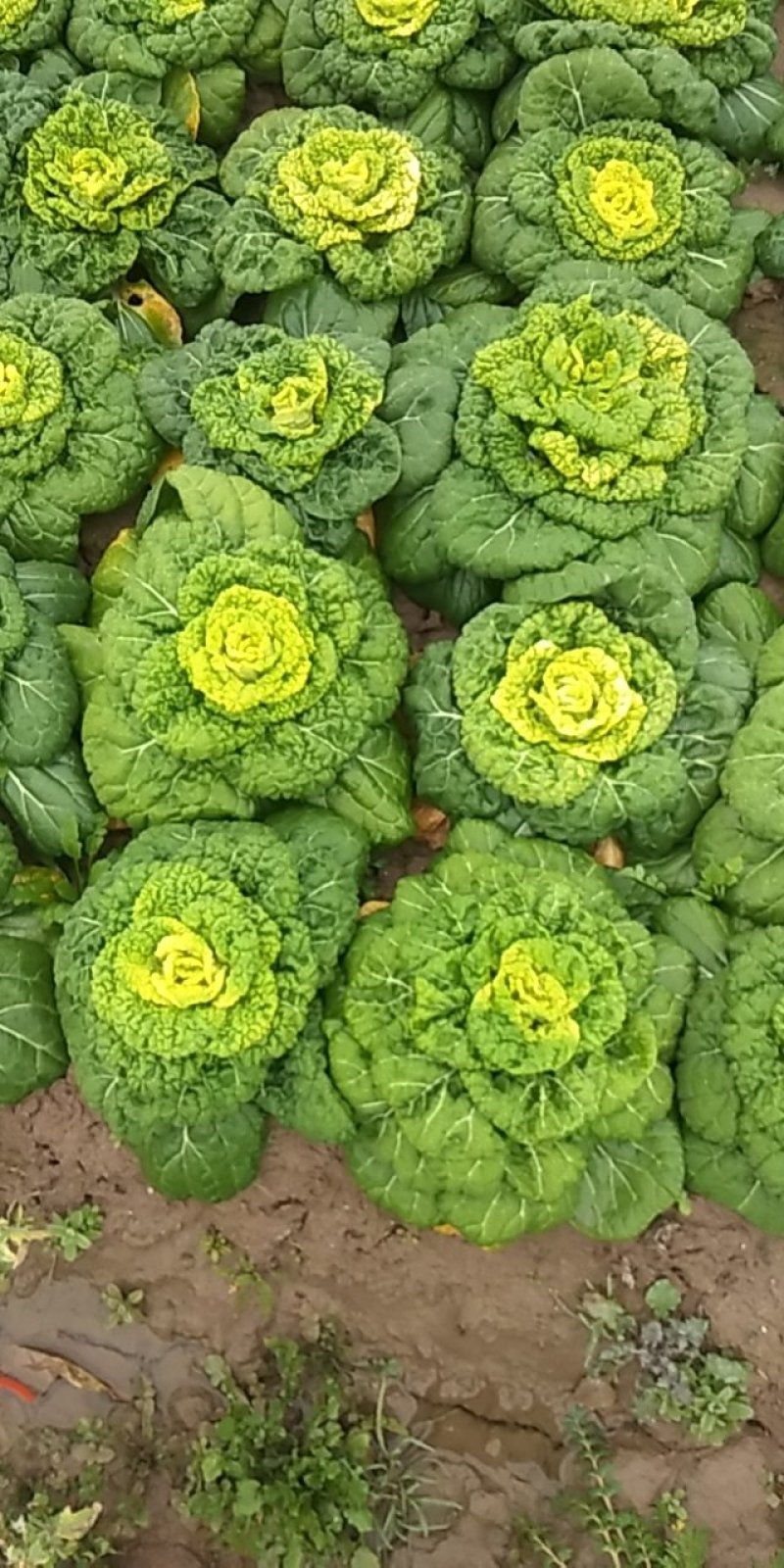 黄心菜