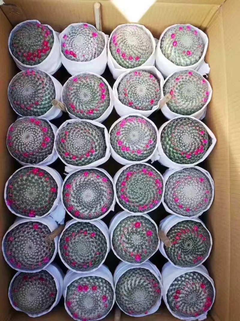 （推荐）玉翁仙人球带花苞大小规格带盆整箱批发基地直销