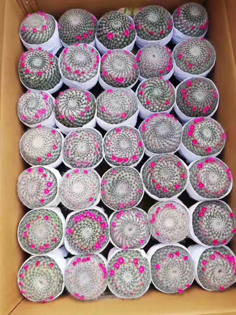 （推荐）玉翁仙人球带花苞大小规格带盆整箱批发基地直销