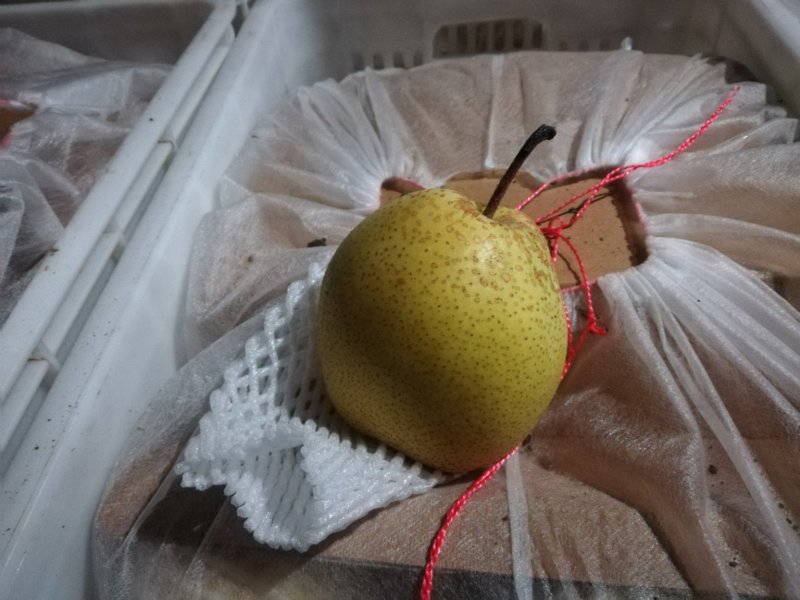 【聚便宜-试吃】雪花梨万亩梨园产地直销，专业梨果批发