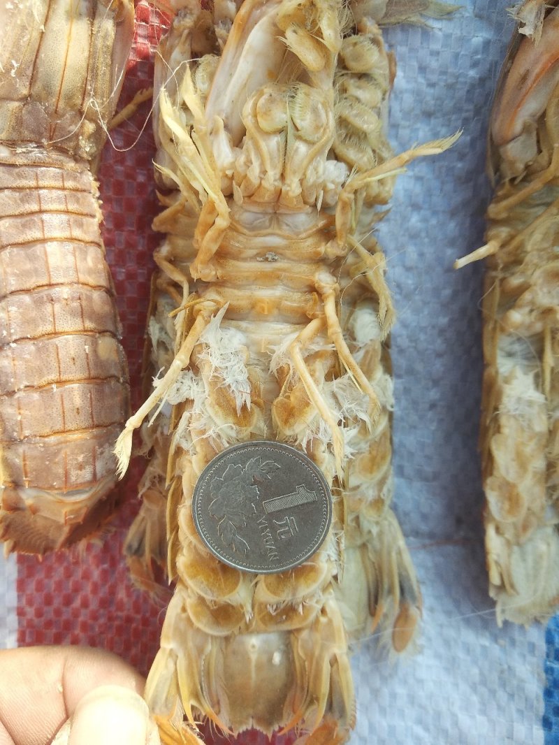 渤海湾特产优质皮皮虾，爬虾