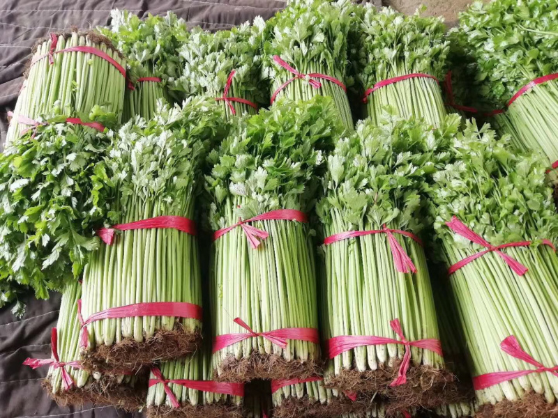 精品小香芹玻璃翠芹菜产地直供质量保证量大