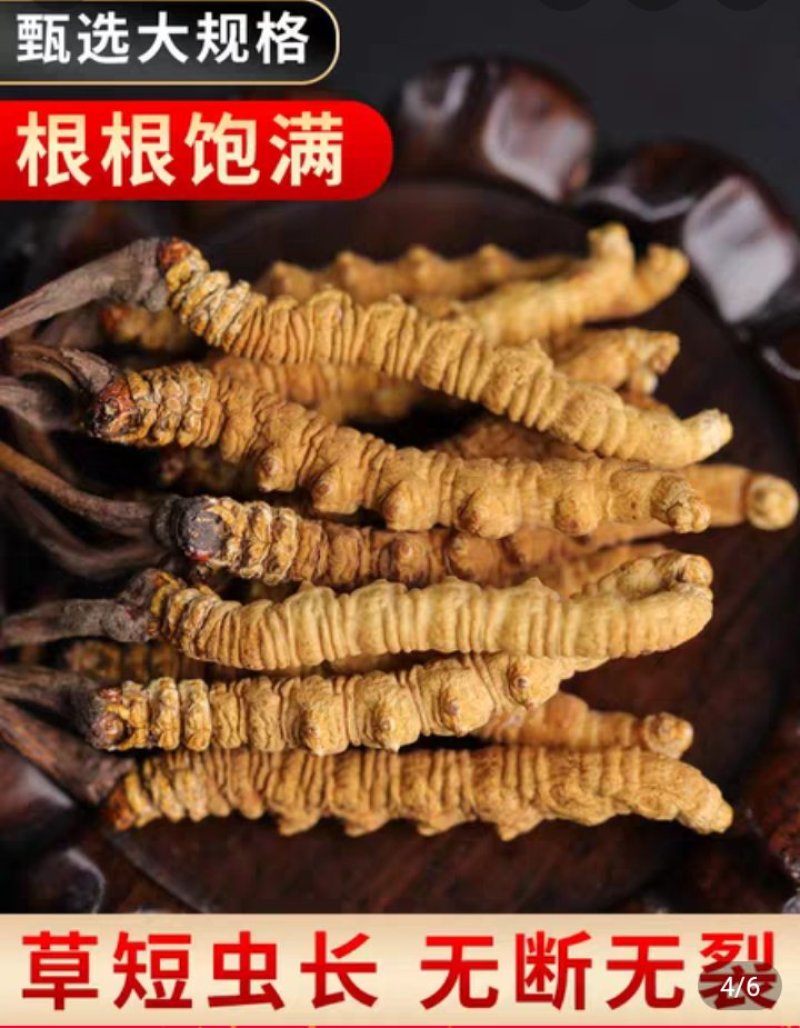 西藏天然虫草，原头货