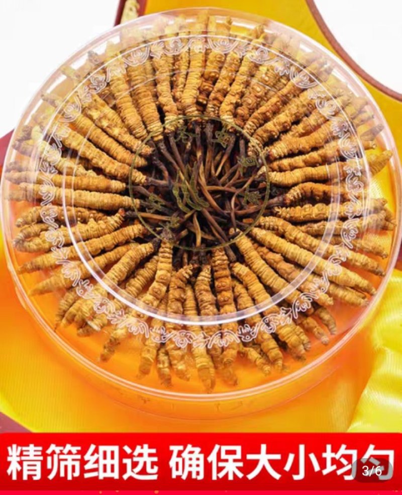 西藏天然虫草，原头货