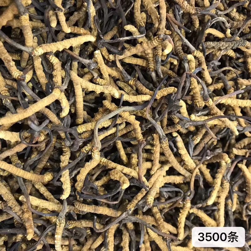 西藏天然虫草，原头货