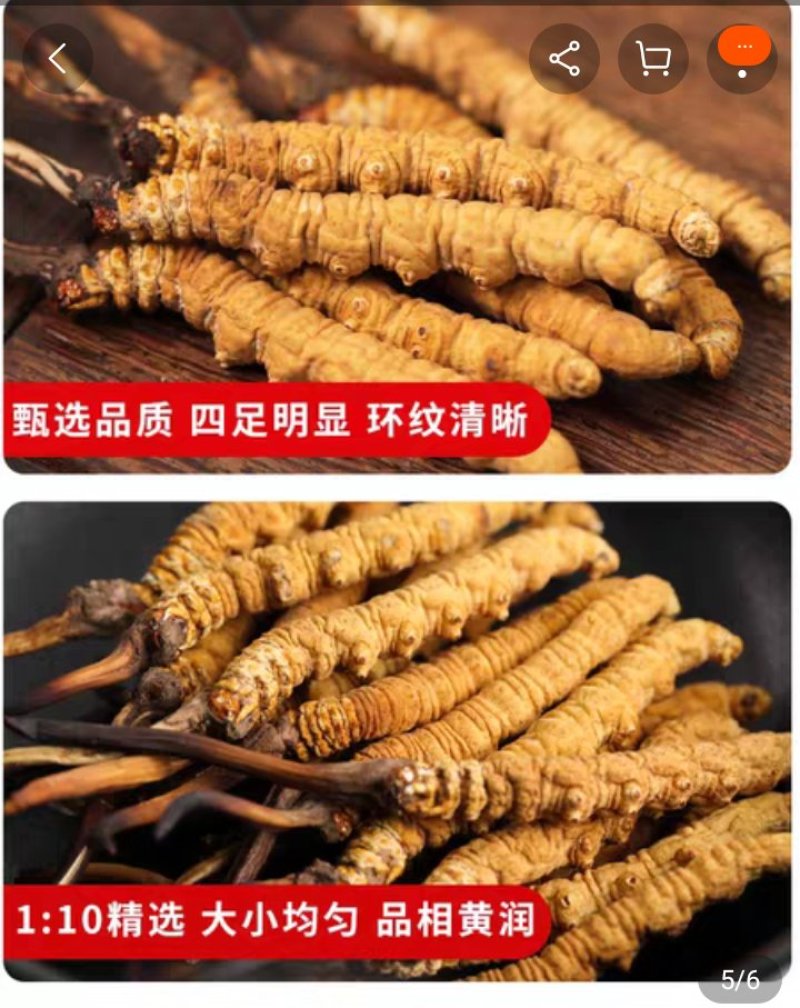 西藏天然虫草，原头货