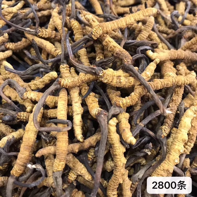 西藏天然虫草，原头货