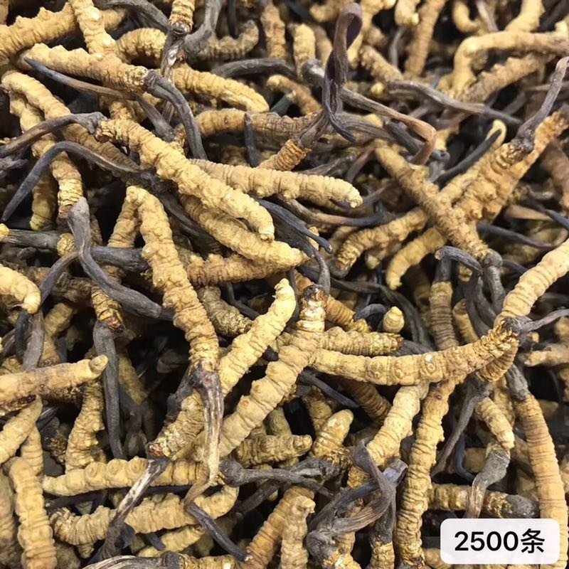 西藏天然虫草，原头货