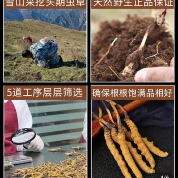 西藏天然虫草，原头货