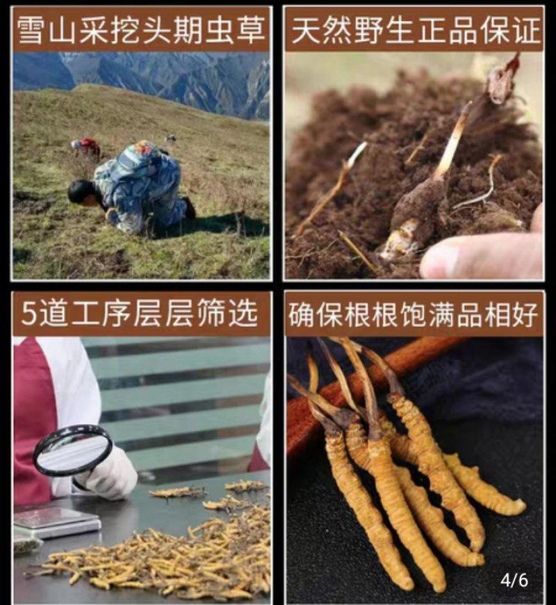 西藏天然虫草，原头货