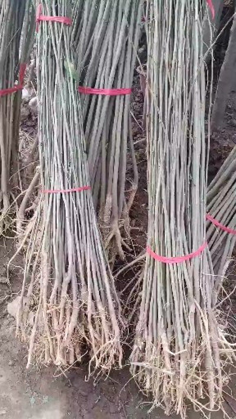 合欢，合欢合欢树庭院树盆栽合欢绿化工程
