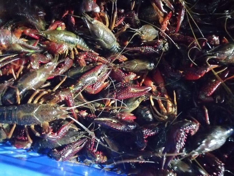 湖北小龙虾，半肉虾，空壳虾种虾大量面议产地直销。