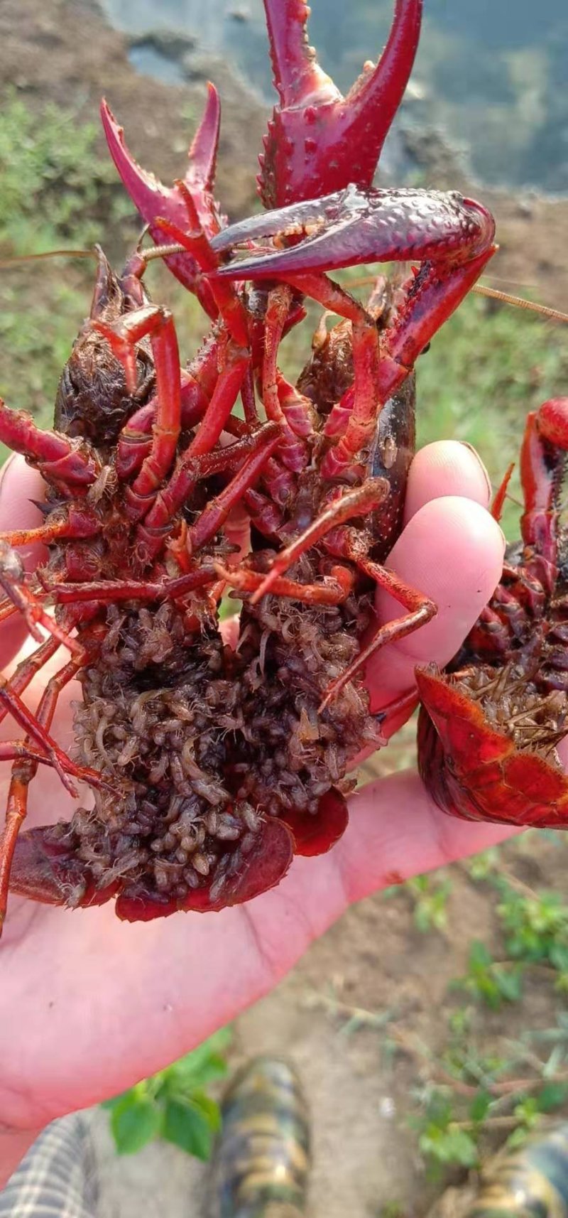 湖北小龙虾，半肉虾，空壳虾种虾大量面议产地直销。