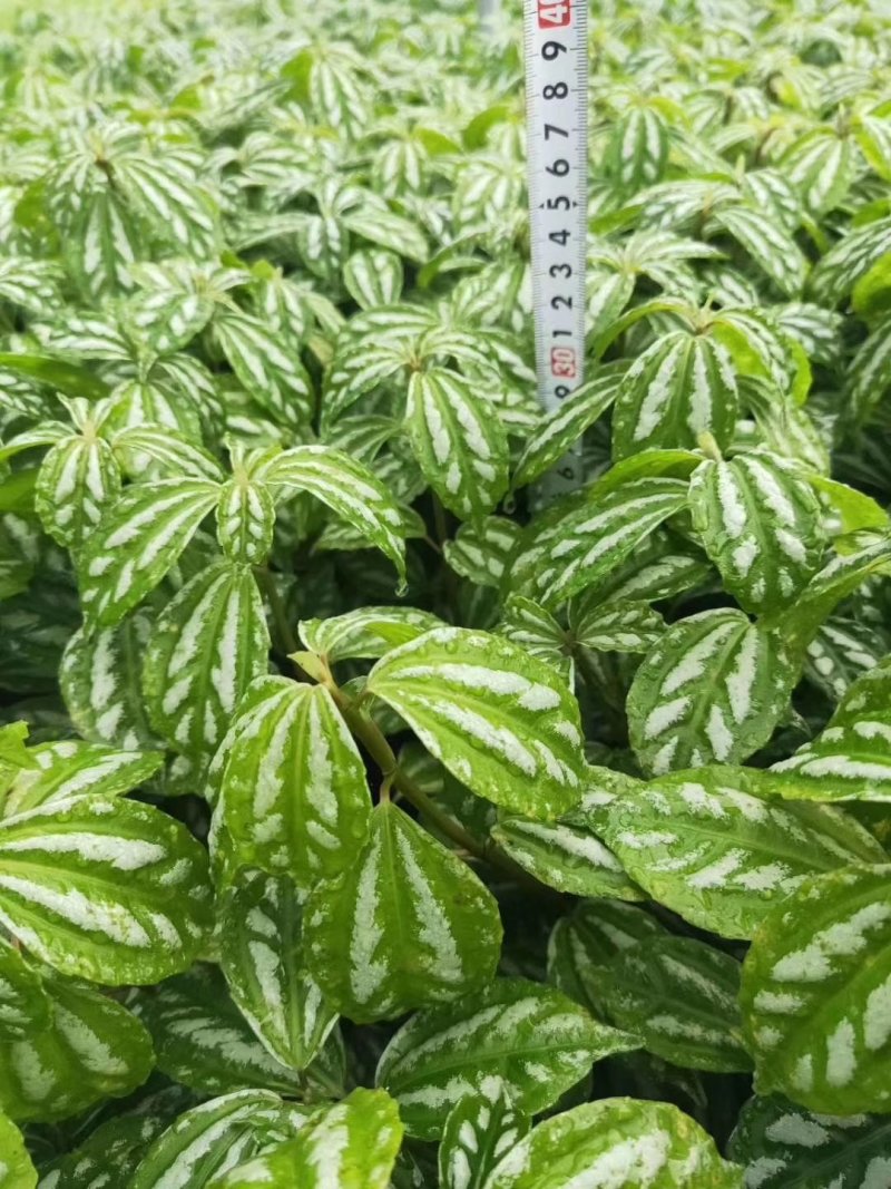 冷水花，透明草，四川冷水花基地出售，成都冷水花批发价格
