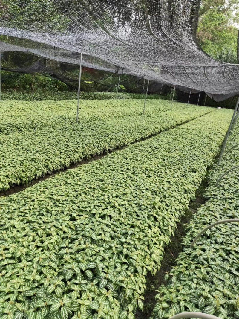 冷水花，透明草，四川冷水花基地出售，成都冷水花批发价格