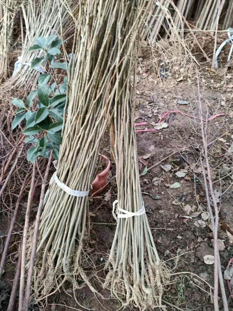 合欢树苗庭院室外花卉植物芙蓉树苗合欢苗四季绒花树苗合欢花