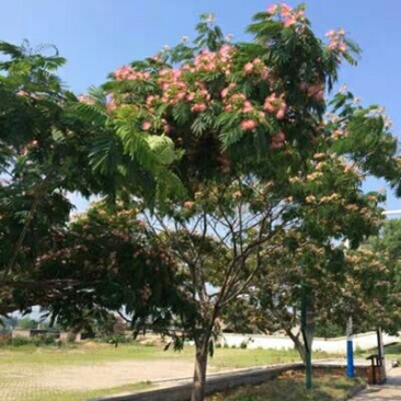 合欢树苗庭院室外花卉植物芙蓉树苗合欢苗四季绒花树苗合欢花