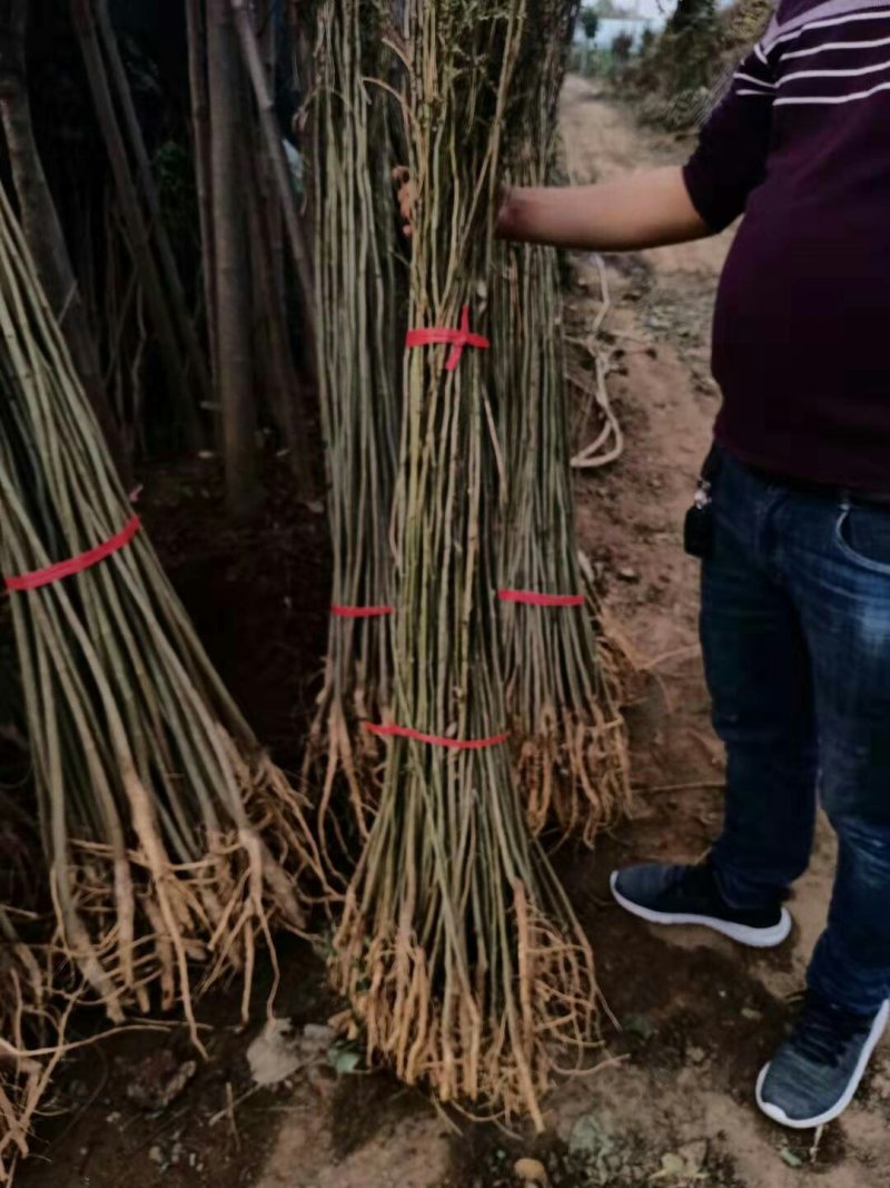 合欢树苗庭院室外花卉植物芙蓉树苗合欢苗四季绒花树苗合欢花