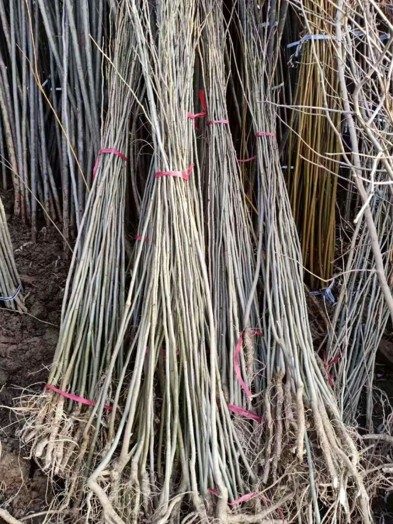 合欢树苗庭院室外花卉植物芙蓉树苗合欢苗四季绒花树苗合欢花