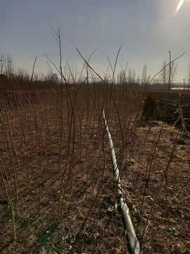 合欢树苗庭院室外花卉植物芙蓉树苗合欢苗四季绒花树苗合欢花