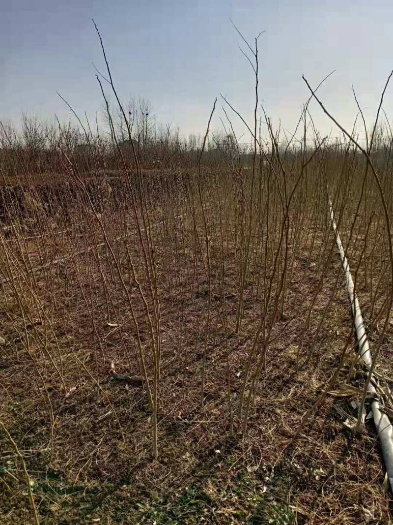 合欢树苗庭院室外花卉植物芙蓉树苗合欢苗四季绒花树苗合欢花