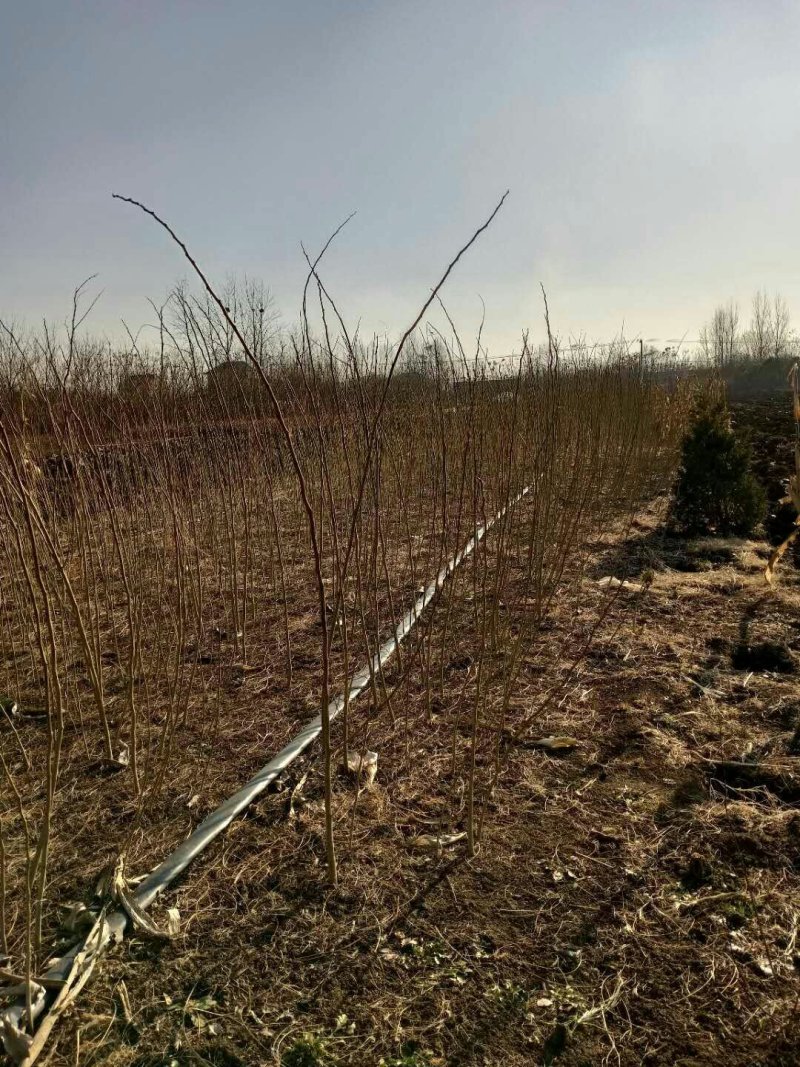 合欢树苗庭院室外花卉植物芙蓉树苗合欢苗四季绒花树苗合欢花